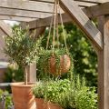 Hanging coconut bowl, natural plant bowl, hanging basket Ø8cm L55cm | Floristik24.co.uk