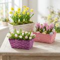Chip basket square purple/white/pink 8 pieces | Floristik24.co.uk