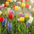 Garden stake butterfly metal three-colored L25cm 6pcs | Floristik24.co.uk