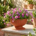 Bowl with base terracotta Ø26cm | Floristik24.co.uk