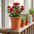 Rose pot plastic 19cm terracotta 1 pc | Floristik24.co.uk