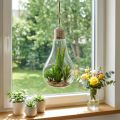 Cactus in the glass for hanging 21cm | Floristik24.co.uk