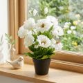 Poppy in a pot white silk flowers floral decoration | Floristik24.co.uk