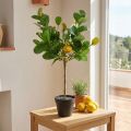 Artificial lemon tree in a pot, Mediterranean flair, easy-care artificial plant, decorative citrus tree, 57cm high | Floristik24.co.uk