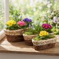Plant tub wood natural 3-coloured L29.5/25/23cm set of 3 | Floristik24.co.uk