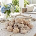 Snail shells decorative sea snails brown cream 4-6cm 300g | Floristik24.co.uk