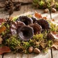 Kalix Mushroom Natural Varnished Dried Mushrooms Decoration Large 50 pcs | Floristik24.co.uk