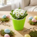 Pleated cuffs light green 10.5cm 100 pcs | Floristik24.co.uk