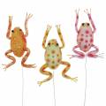Floristik24 Decorative frogs with dots and wire 7.5cm 3 pieces sorted