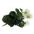 Floristik24 Geranium bush white 38cm