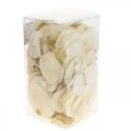 Floristik24 Dried Leaves Deco Moneta Dry Floristic Cream 100g