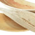 Floristik24 Coconut shells coconut leaves bleached 22-42cm 25pcs