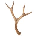 Floristik24 Künstliches Antler Ornament, Polyresin, 32cm, Natural Tones, Indoor Use