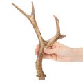 Künstliches Antler Ornament, Polyresin, 32cm, Natural Tones, Indoor Use | Floristik24.co.uk