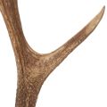 Kunst Antler Decor Rustic