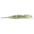 Floristik24 Gorse bush lilac 60cm