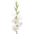Floristik24 Artificial Gladiolus Long Stem for Vases 88cm White
