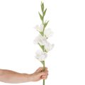 Artificial Gladiolus Long Stem for Vases 88cm White | Floristik24.co.uk