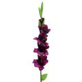 Floristik24 Gladiolus dark purple 86cm