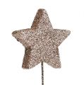 Floristik24 Glitter star on the wire champagne 5cm 48pcs
