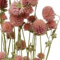 Floristik24 Ball Amaranth, Gomphrena Globosa, Summer Flower, Dry Flower Pink L49cm 50g