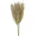 Floristik24 Dried grass ornamental grass for dry floristic decoration nature H55cm
