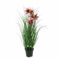 Floristik24 Artificial Grass with Echinacea in a pot Pink 44cm