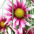 Floristik24 Artificial Grass with Echinacea in a pot Pink 63 cm