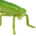 Floristik24 Grasshopper Green 11cm 1pc