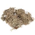Floristik24 Natural Grey Moss for Crafting and Home Decoration 500g