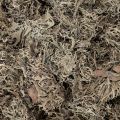 Natural Grey Moss for Crafting and Home Decoration 500g | Floristik24.co.uk