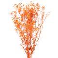 Floristik24 Orange Gypsophila Dried Flower Bouquet 75cm 100g for Indoor Decoration
