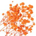 Orange Gypsophila Dried Flower Bouquet 75cm 100g for Indoor Decoration | Floristik24.co.uk