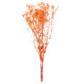 Orange Gypsophila Dried Flower