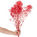 Dried Baby's Breath (Gypsophila) Bunch 75cm 100g | Floristik24.co.uk