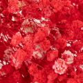 Dried Baby's Breath (Gypsophila) Bunch 75cm 100g | Floristik24.co.uk