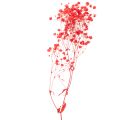 Dried Baby's Breath