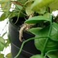 Floristik24 Hanging plant in a pot Artificial green plant Hanging basket