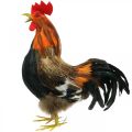 Floristik24 Decorative rooster with feathers Easter decoration figure farm rooster 36cm