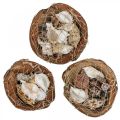 Floristik24 Half coconut shell deco shells snail shells deco 18–19cm 3pcs