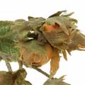 Hazelnut branch green / brown 84cm | Floristik24.co.uk