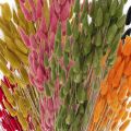 Floristik24 Rabbit Tail Grass Lagurus Dried Colored 60cm 50g