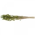 Floristik24 Rabbit Tail Grass Lagurus Dried Green 60cm 50g