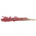 Floristik24 Rabbit Tail Grass Lagurus Dried Light Pink 60cm 50g