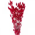 Floristik24 Rabbit Tail Grass Lagurus Dried Red 60cm 50g