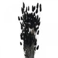Floristik24 Hare&#39;s Tail Grass Lagurus Dried Black 60cm 50g