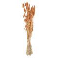 Hare&#39;s Tail Grass Lagurus Dried Apricot 55-60cm 50g