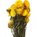 Floristik24 Strawflower yellow dried dried flowers decorative bunch 75g