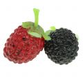 Floristik24 Raspberry mix red / black 4cm x 2cm 36pcs