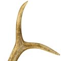 Deer antler decoration artificial antlers table decoration 28×14cm | Floristik24.co.uk